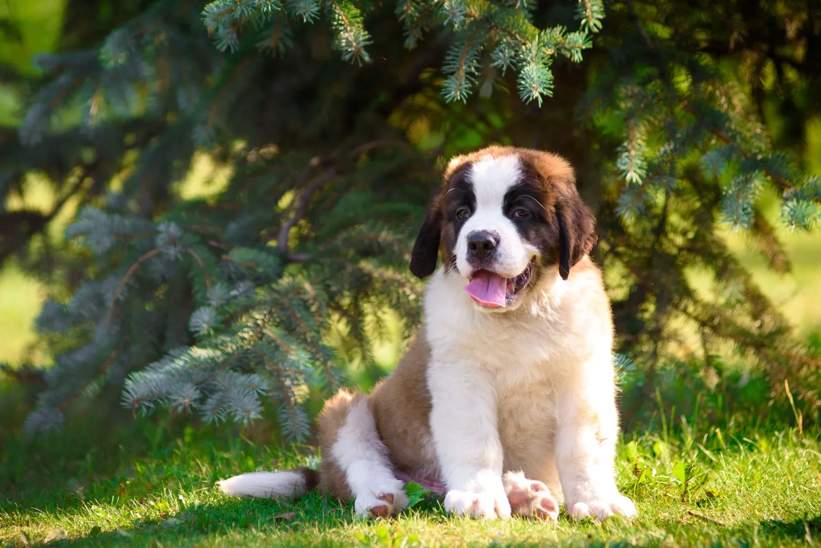 chiot saint bernard dans l'herbe