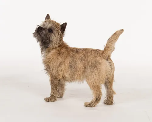 cairn terrier vu de profil