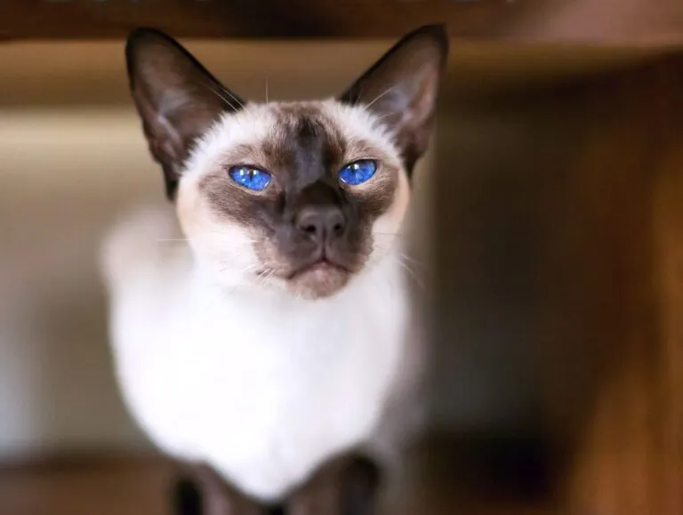 chat de race siamois chat de race siamois