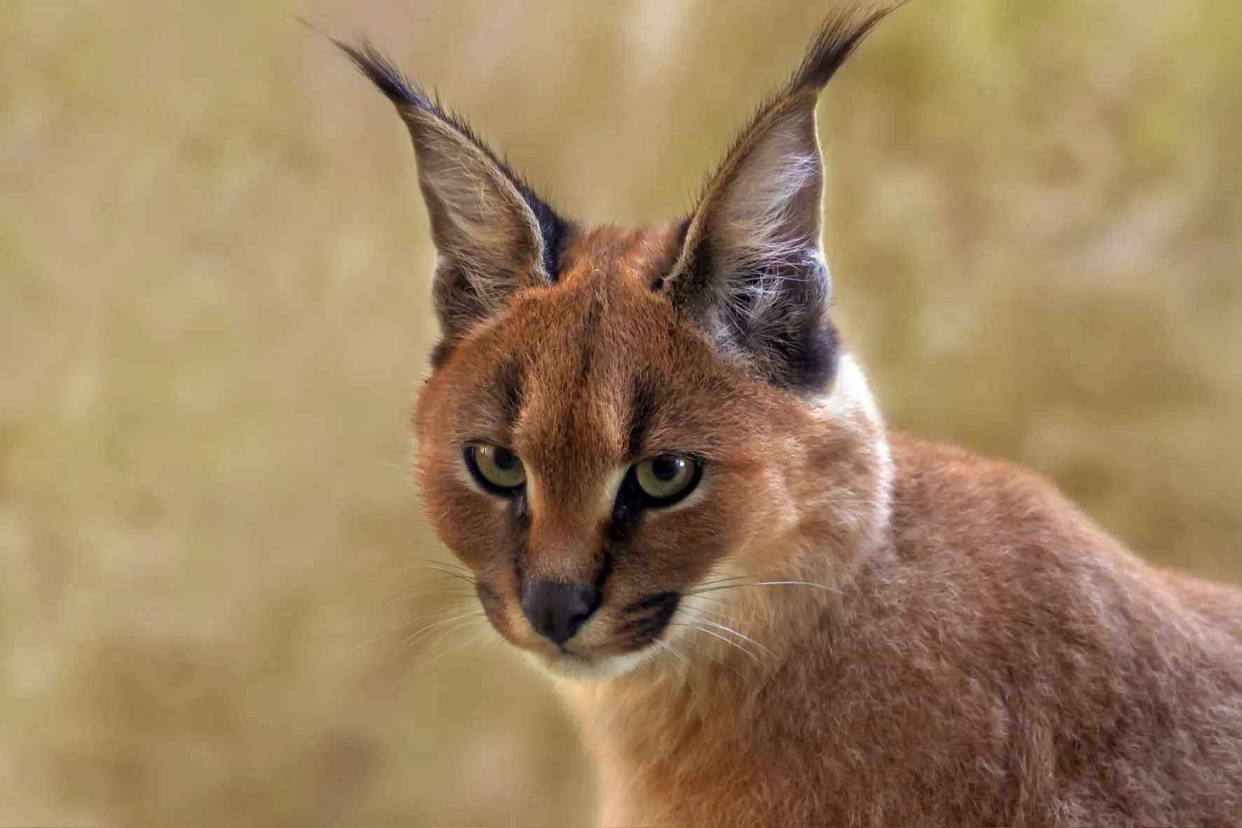 caracal vu de près caracal vu de près