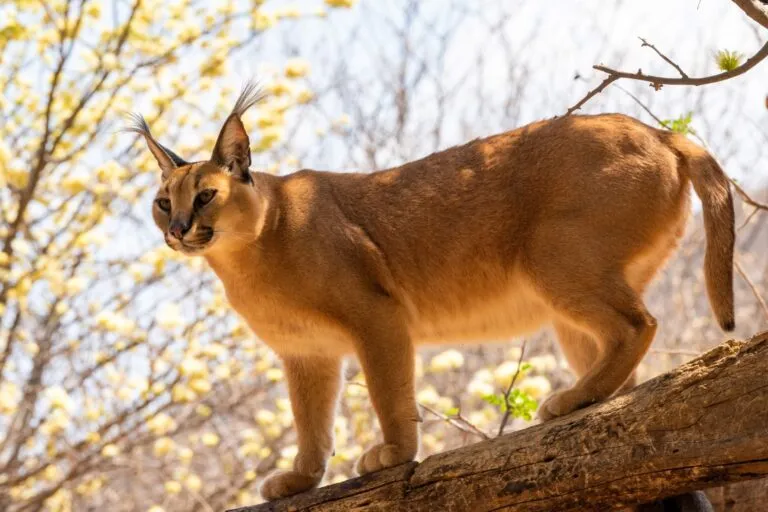 un chat caracal dans un arbre Un chat caracal dans un arbre