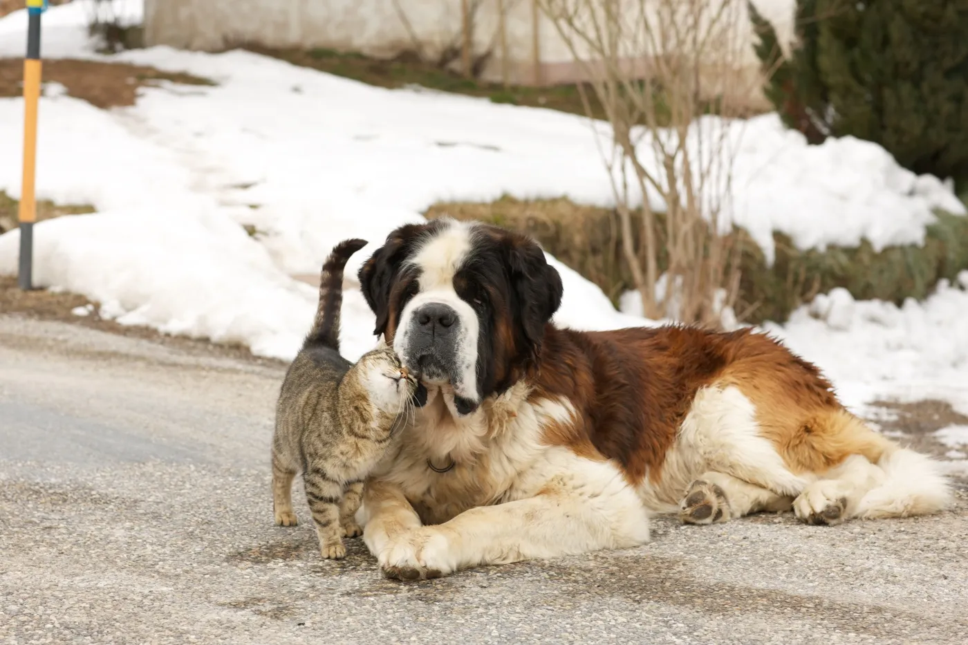 saint bernard avec un chat sur une route