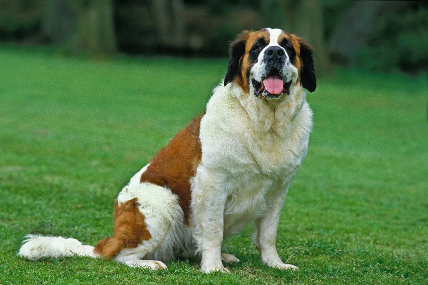 saint bernard dehors dans l'herbe