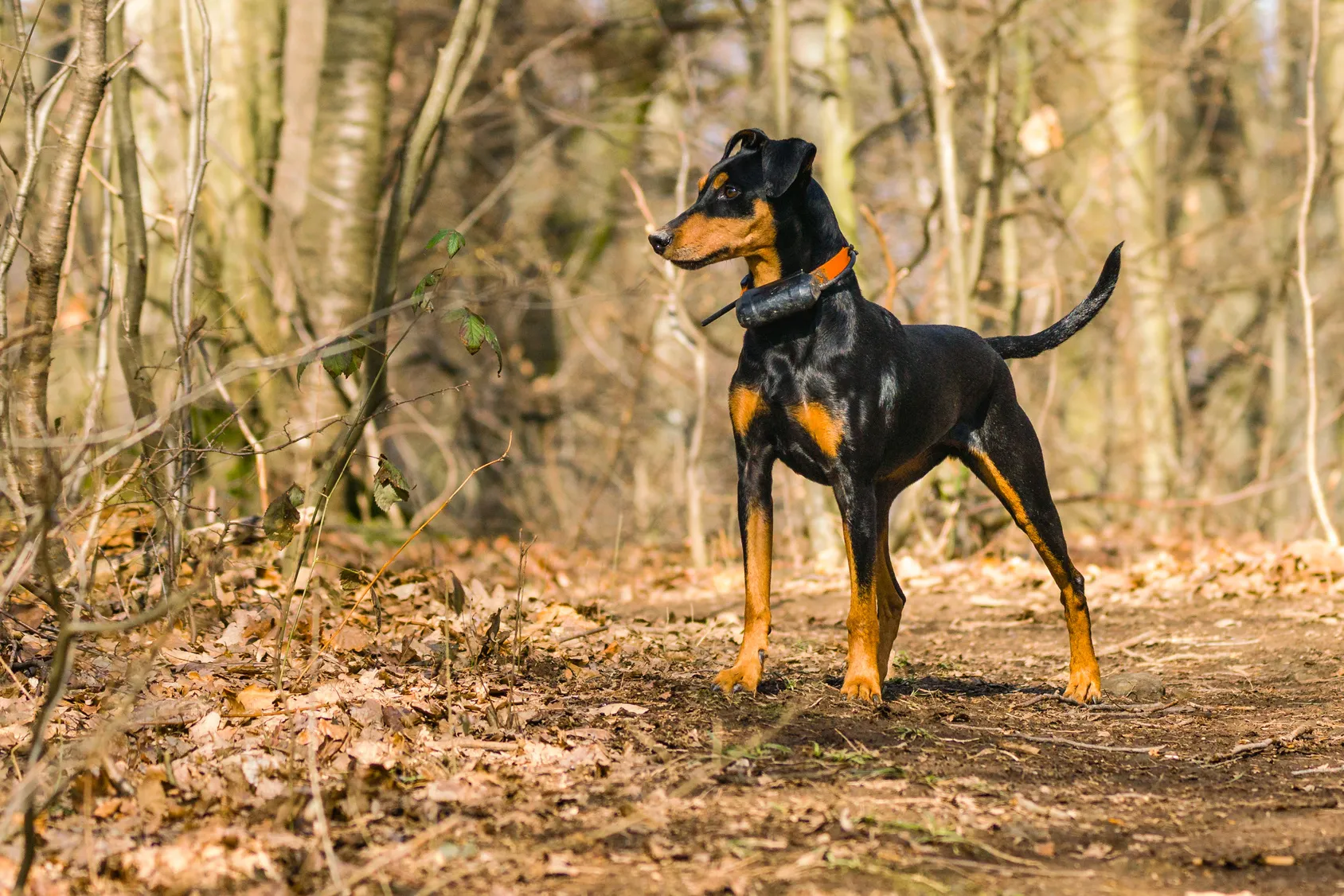 Un pinscher allemand sur un chemin forestier